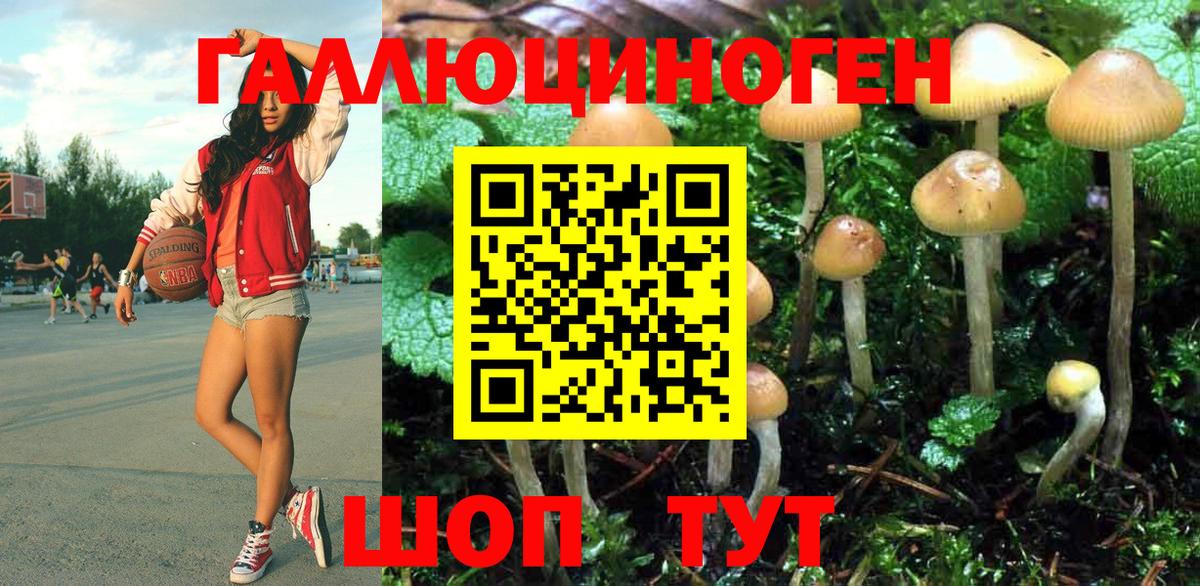 Псилоцибиновые грибы Psilocybe Калининград